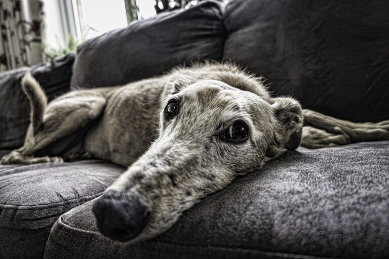 The Introvert's Perfect Dog Breeds