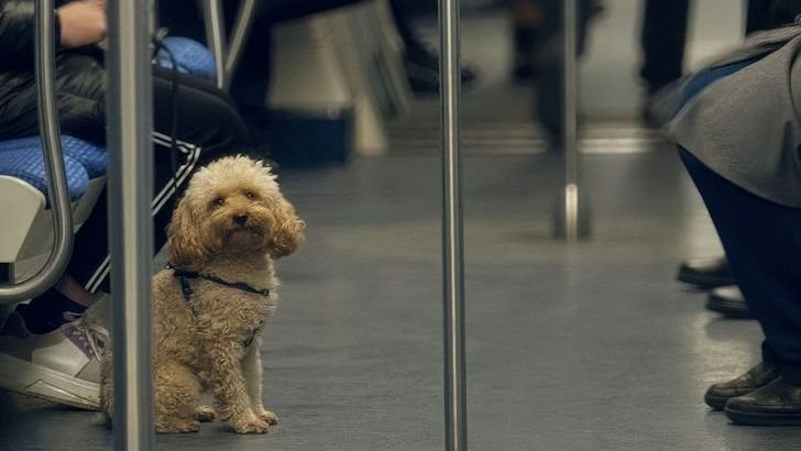 10 Reasons Texas Is a Dream State for Large Dog Lovers