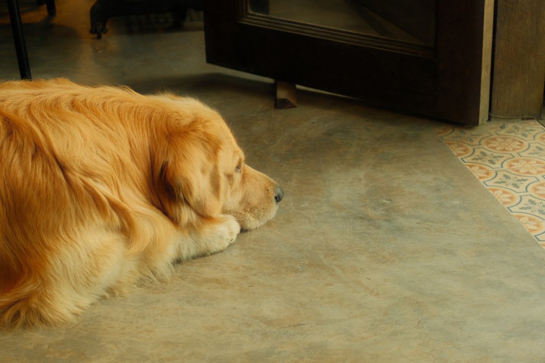 Can Dogs Feel Heartbreak? What Science (and Owners) Say
