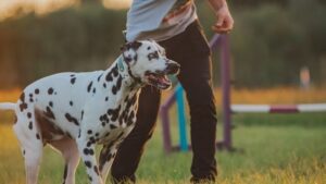 Avoid These Dog Breeds That Clash With Your Star Sign!