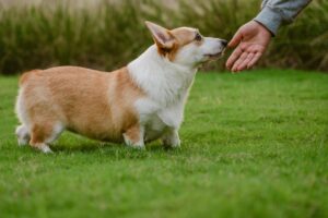 When to Stop Punishing and Start Understanding Your Dog