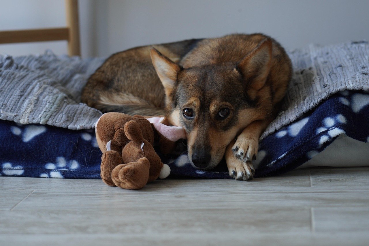 What To Do If Your Dog Has Fleas and Wants to Sleep Near You