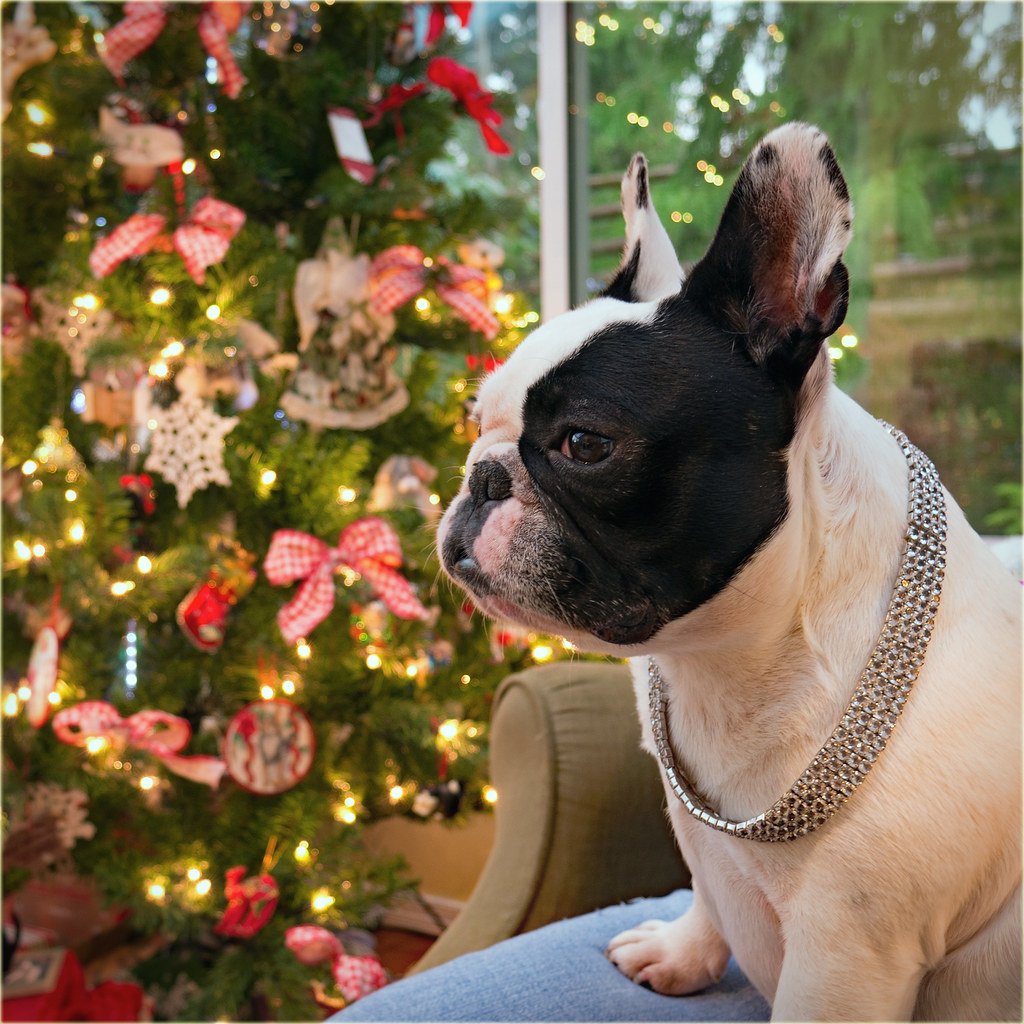 8 Dog Breeds Perfect For Seniors Living Alone