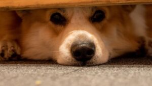 Signs Your Dog is Mad At You