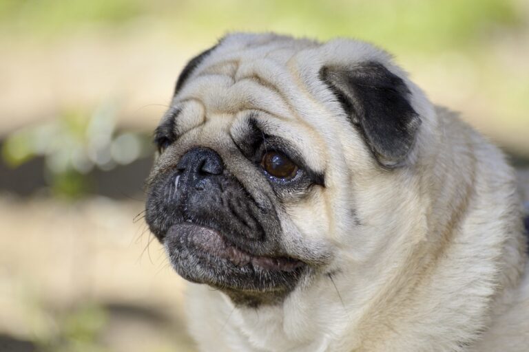 Six Ways To Avoid Breaking Your Dog's Heart