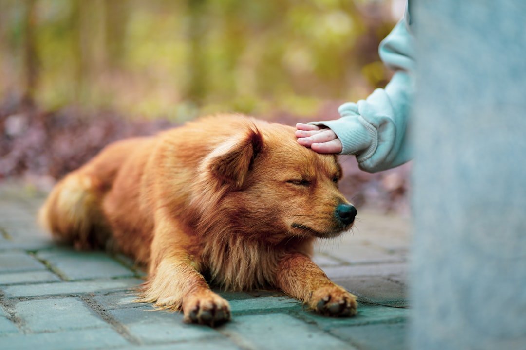 10 Simple Gestures Your Dog Will Never Forget