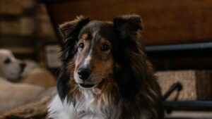 10 Dog Breeds As Smart As Border Collies