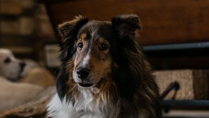 10 Dog Breeds As Smart As Border Collies