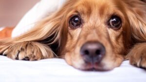 How Mercury Retrograde Affects Your Dog's Behavior (and Yours!)
