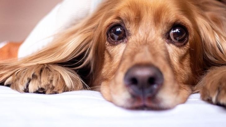 How Mercury Retrograde Affects Your Dog’s Behavior (and Yours!)