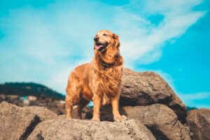 The Dog Breed That Balances Your Zodiac's Emotional Chaos