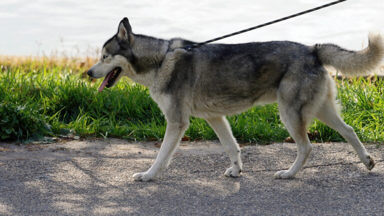 10 Breeds Perfect for First-Time Owners - and 5 Better Left to Experts
