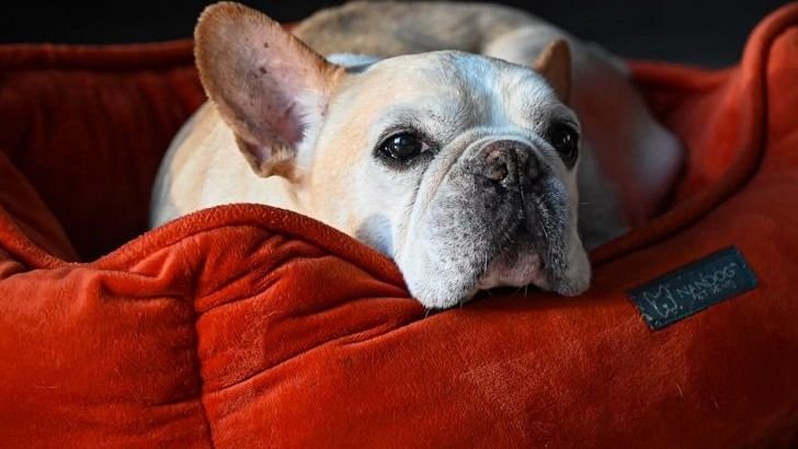 The Best Dog Companions for Seniors, Based on Zodiac Sign