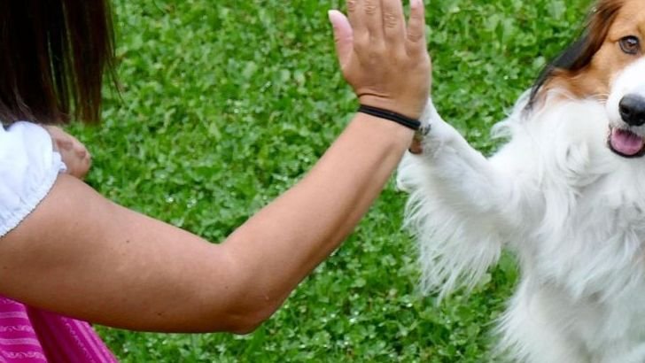 Fire, Earth, Air, or Water - Which Dog Fits Your Element Best?