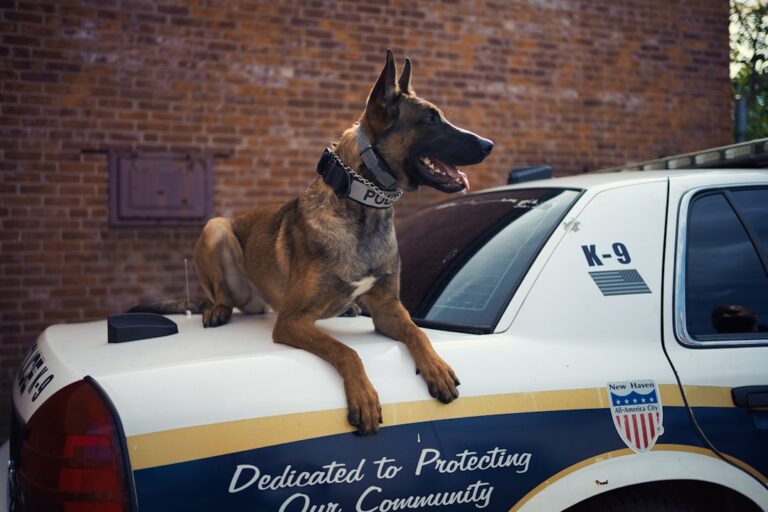 8 Dogs That Follow Rules - and 4 That Follow Their Hearts
