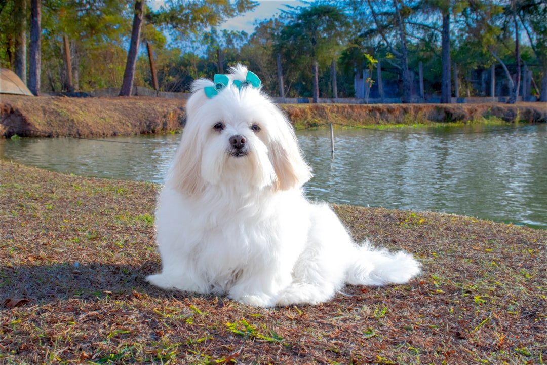 12 Gentle Dog Breeds That Bring Peace to Retired Souls of Every Zodiac
