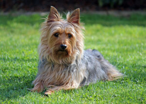 8 Dogs That Age Gracefully - and 4 That Struggle With Slowing Down