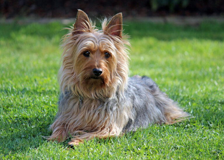 8 Dogs That Age Gracefully - and 4 That Struggle With Slowing Down