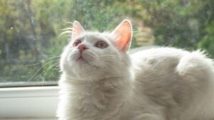 The Healing Energy of a Cat's Purr: More Powerful Than You Think