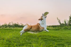 10 Emotional Dogs - and 5 That Hide Their Feelings Behind Play