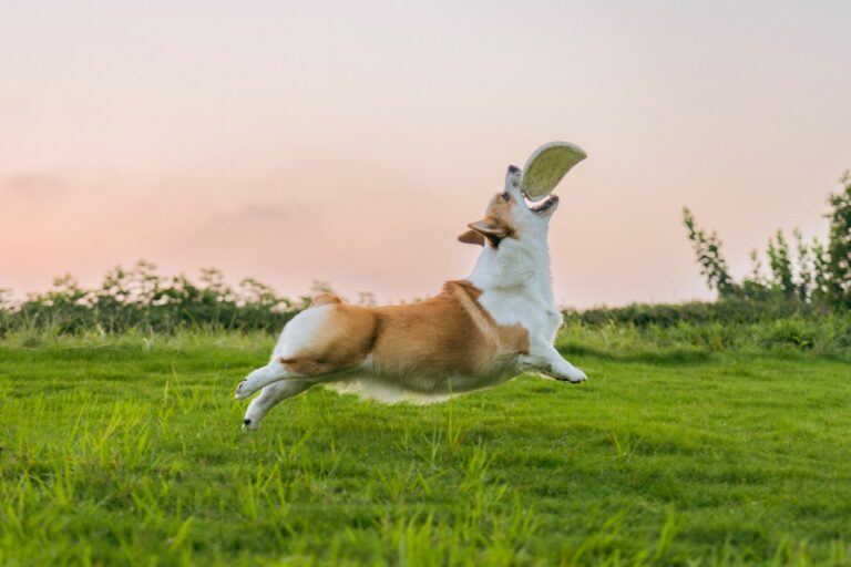 10 Emotional Dogs - and 5 That Hide Their Feelings Behind Play