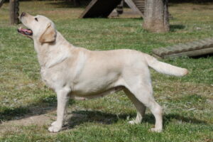 8 Breeds That Naturally Comfort Sensitive Souls