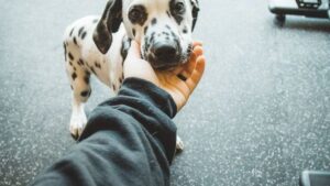 How Empaths Choose Their Dogs Without Realizing It