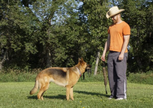 10 Dog Behaviors That Reveal What They Really Feel About You