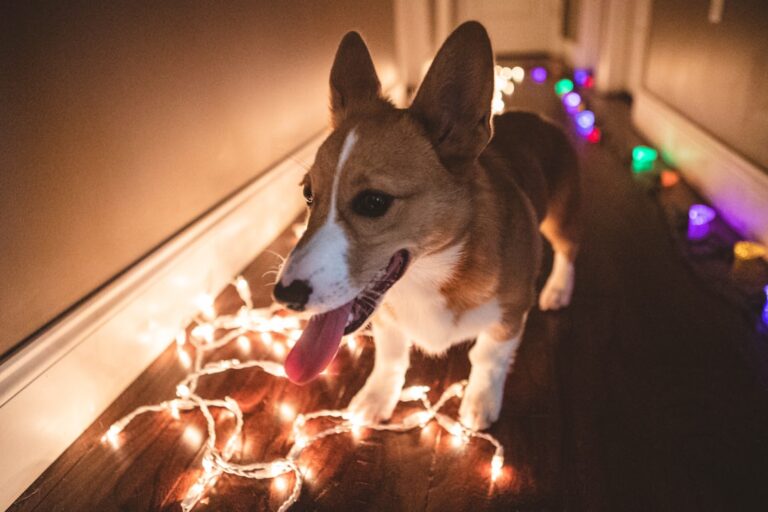 The Psychology Behind Why Certain Zodiac Signs Over-Bond With Their Dogs