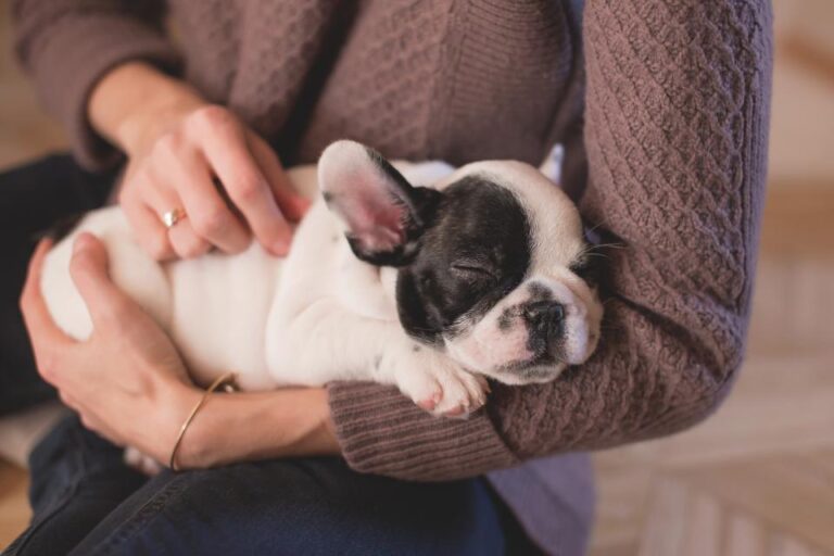 How Dogs Adapt to Their Human's Sleep Schedule