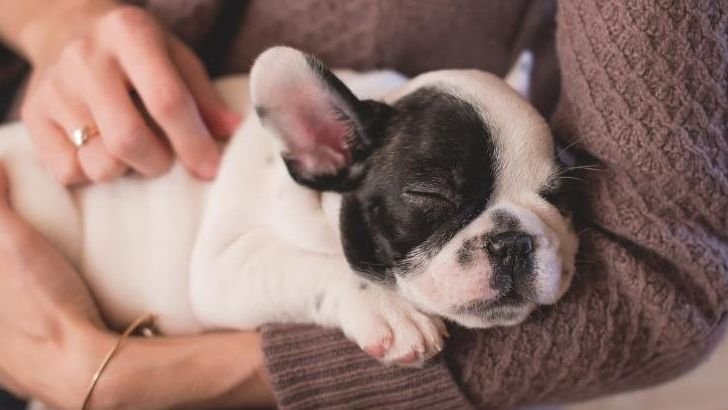 How Dogs Adapt to Their Human's Sleep Schedule