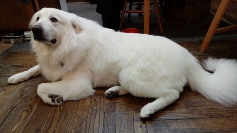 8 Dogs That Balance Emotional Chaos With Calmness