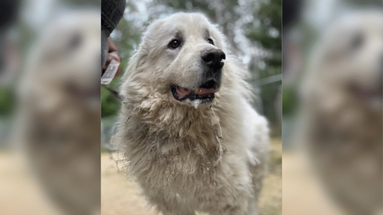 Photo of Dog Watching Owner Drive Away After Surrender To Shelter is Breaking Hearts