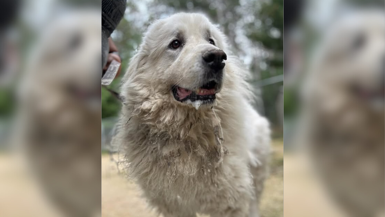 Photo of Dog Watching Owner Drive Away After Surrender To Shelter is Breaking Hearts