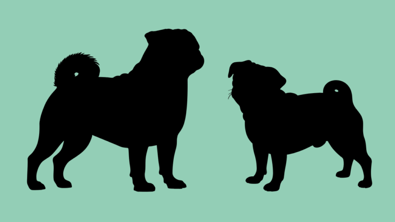 Can You Guess These Dog Breeds From Just Their Silhouettes?