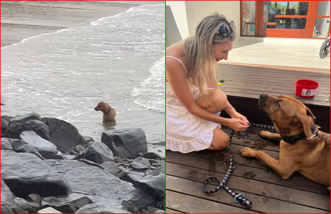 Woman Tries To Rescue Dog Abandoned at Beach several Times a Day