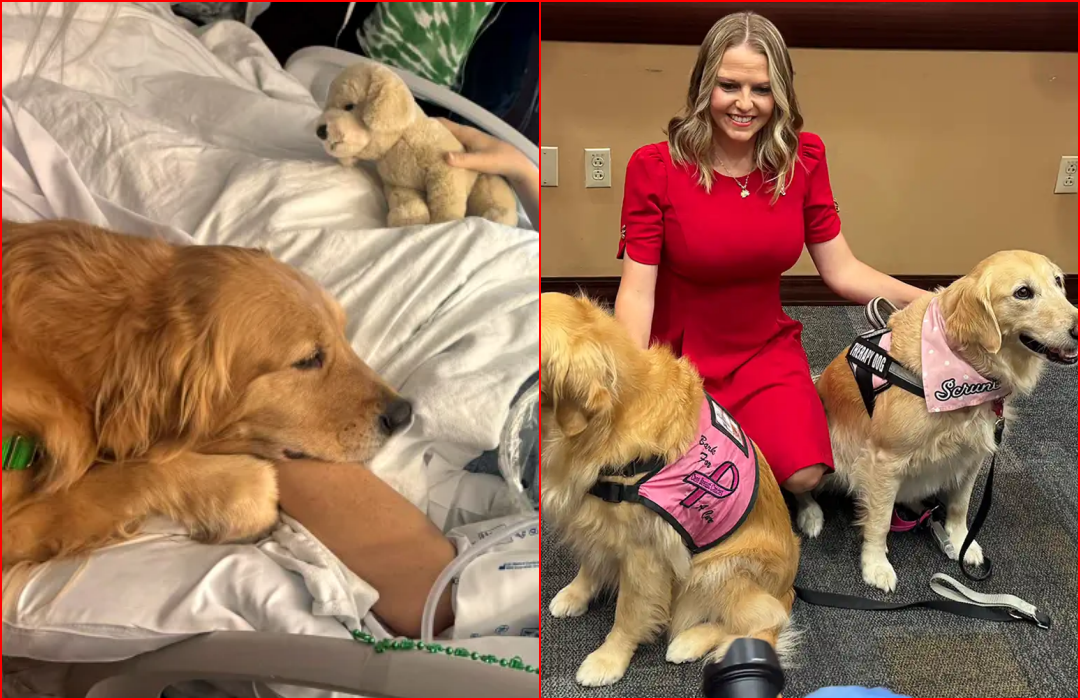Therapy Dog Began Nuzzling Woman in Medically Induced Coma, What Happened Next Was a Miracle.