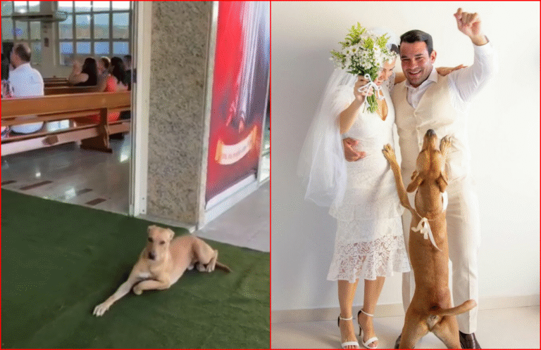 Stray Dog Crashes a Wedding and Finds His Forever Family