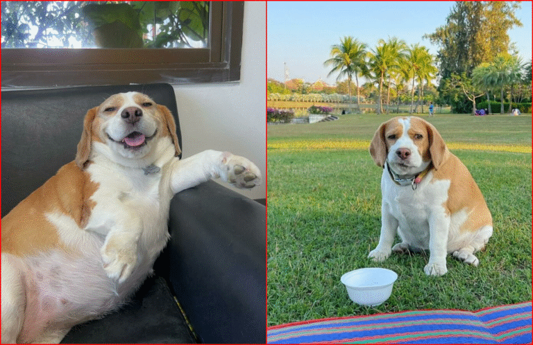 Beagle With Hilariously Human Expressions is Tearing Up The Internet