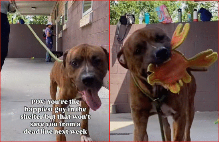 Happiest Dog At Atlanta Shelter Set to Be Euthanized Because of Overcrowding