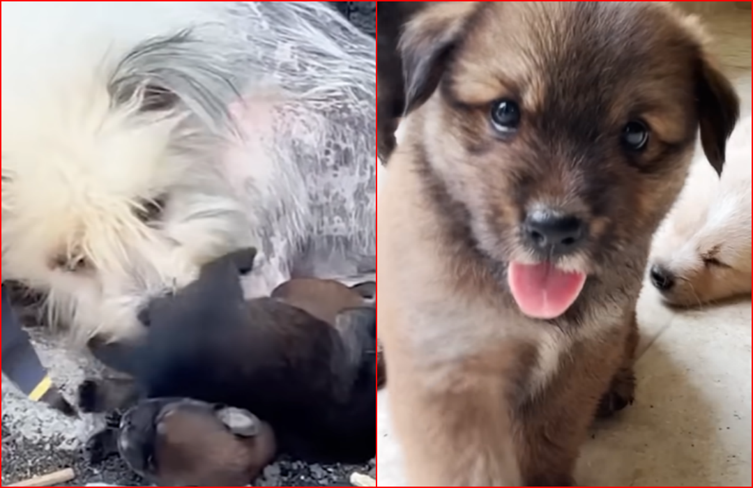 Family Finds A Mama And Pups Living In The Trash: Watch What Happens Next