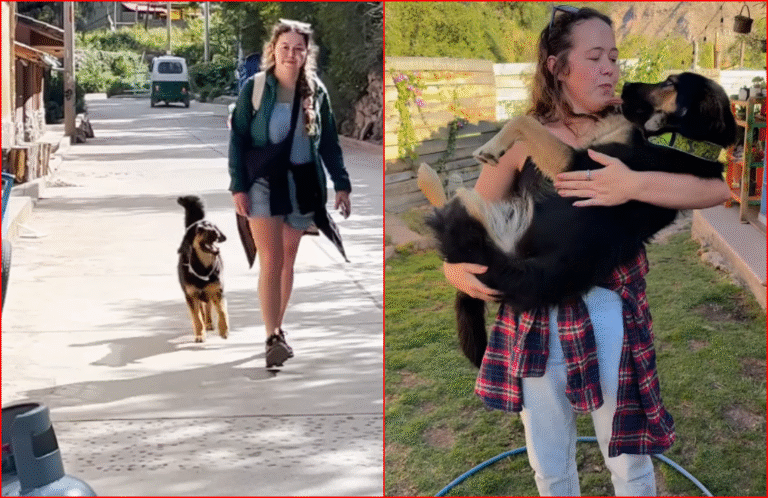 Stray Dog in Peru Refuses to Leave Tourist:  Ends Up Flying Back Home With Her