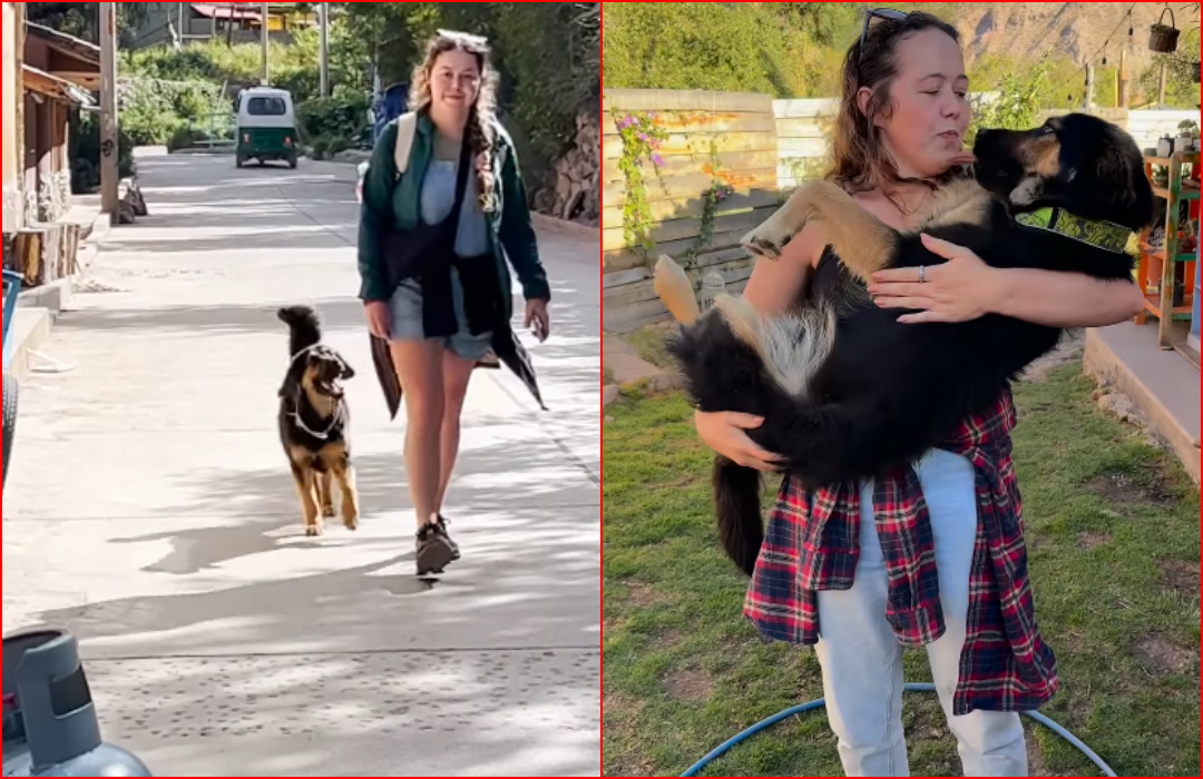 Stray Dog in Peru Refuses to Leave Tourist:  Ends Up Flying Back Home With Her