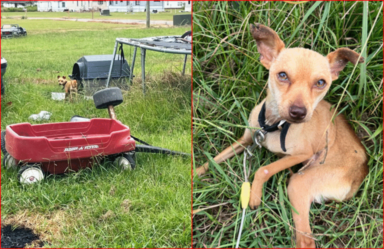 Starving Chihuahua Chained to an Outdoor Trampoline for Months is Finally Rescued