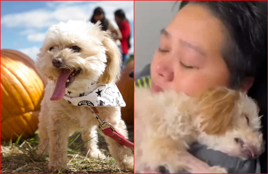 Senior Dog Makes Miraculous Recovery Minutes Before Being Euthanized