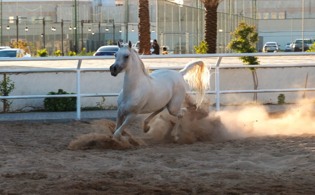 A white horse kicks up dust while running