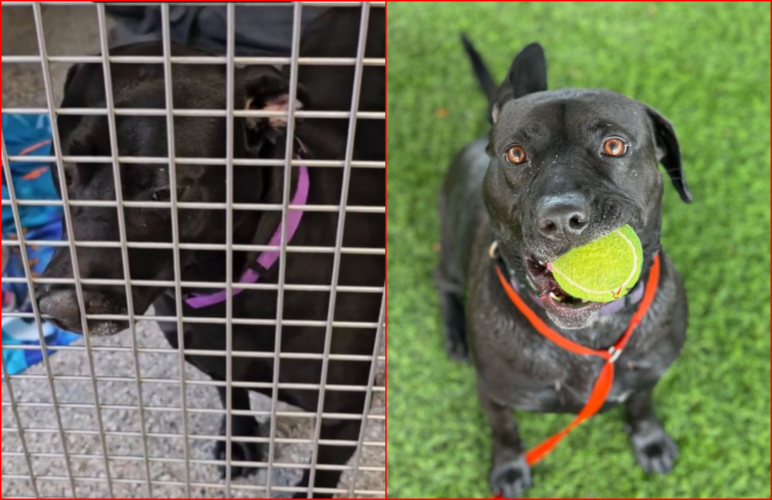 Dog Returned Twice Spends 900 Days in California Shelter Until Luck Smiled on Her