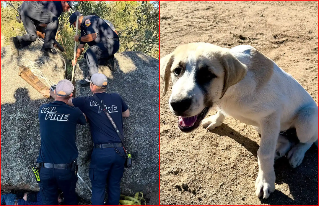 Great Pyrenees Puppy  Wedged in Boulder Crack Rescued by California Firefighters