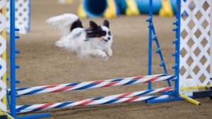 8 Dogs That Love to Train - and 4 That Train Their Humans