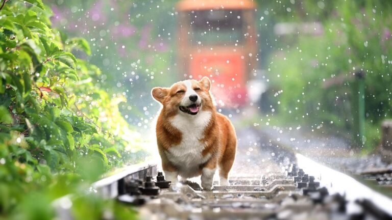 Why Dogs Stay Loyal Even When We Fail Them